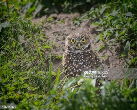 152 Burrowing Owls Nest Stock Photos, High-Res Pictures, and Images ...