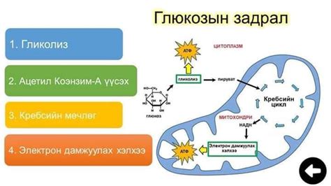 Эсийн амьсгал - E-Biology Academy