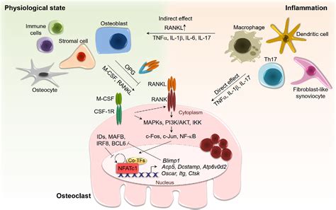 Figure 1 From Notch And The Regulation Of Osteoclast Differentiation And Function Semantic