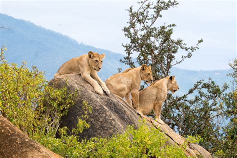 Top 10 Tourist Attractions In Kenya Secret Africa