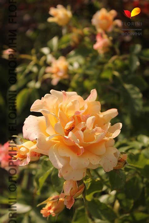 Купить Роза флорибунда Раффлс Дрим Rosa floribunda Ruffles Dream - в ...