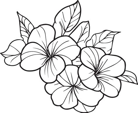 Cute flower coloring pages, primrose drawing, evening primrose wildflower drawings, Hand drawn ...