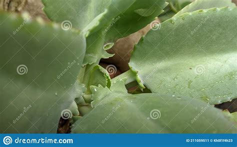 Cocor Duck Plants Stock Photos Free Royalty Free Stock Photos From