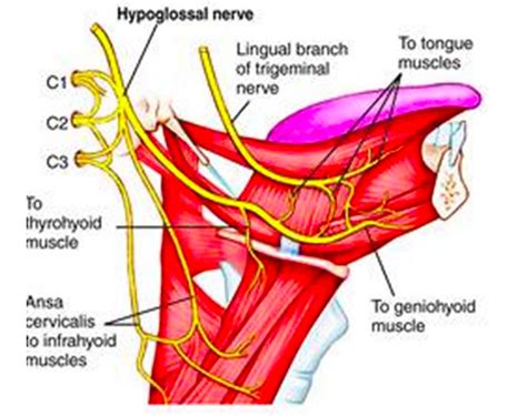 Glossopharyngeal Nerve Branches