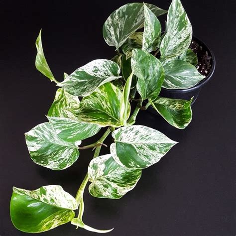 Scindapsus Aureus Marble Queen Pothos Plantandpotnz