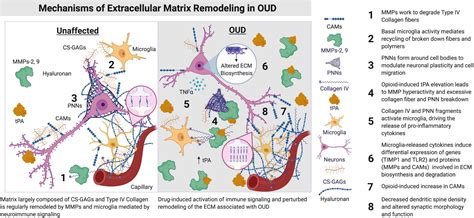 Extracellular Matrix