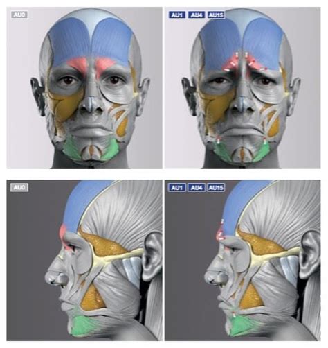 사진 설명이 없습니다. | Face anatomy, Anatomy drawing, Human anatomy