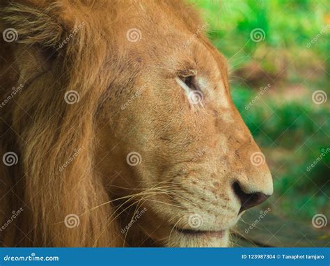 Lion face close up stock photo. Image of beautiful, safari - 123987304