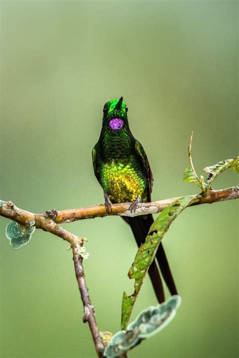 Empress Brilliant Sitting on Branch, Hummingbird from Tropical ...