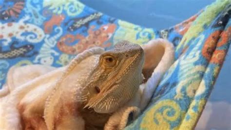 How Do Bearded Dragons Sleep 3 Strange Sleeping Habits