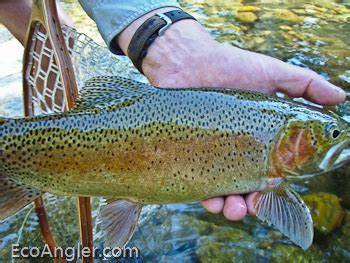 The Ecological Angler North Fork Of The Kern River Funston Meadow To