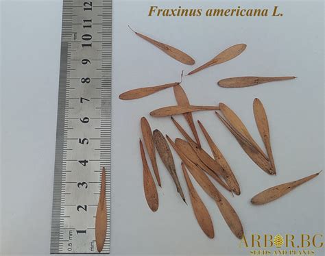 Fraxinus Americana Arbor Bg