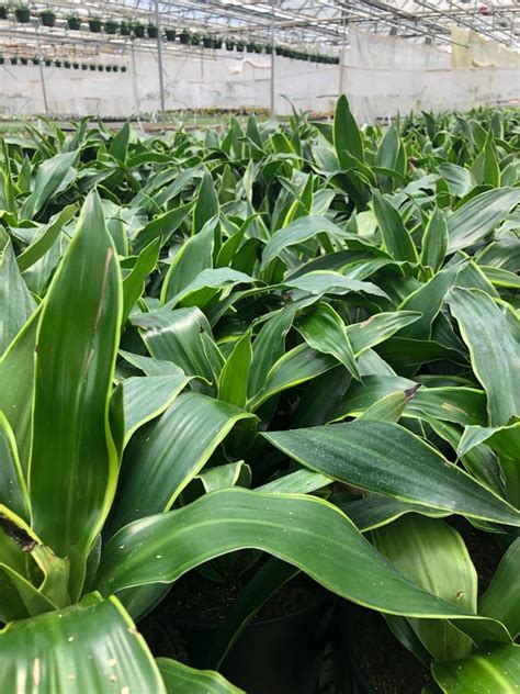 Masson Farms Of New Mexico Dracaena Carmen