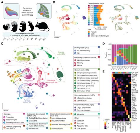 A Snatac Seq Atlas Of Mouse Cerebellum Development A Schematic