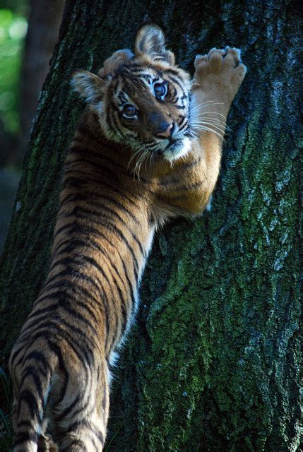 theanimaleffect: NYC - Bronx Zoo - Tiger... - let's have an adventure