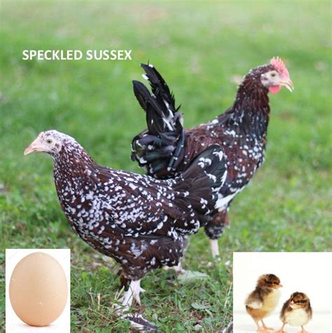 Speckled Sussex Chickfemalepullet Polaris Hatchery
