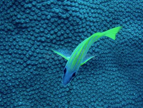 Blue Striped Snapper Underwater In Samoa Stock Image Image Of Scuba