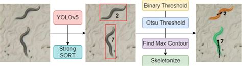 Segmentation And Skeletonization Techniques Used By Deep Worm Tracker