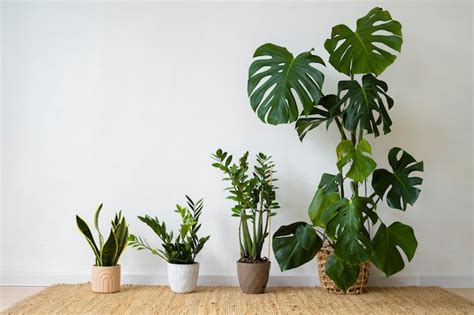 Free Photo | Indoor plants in studio