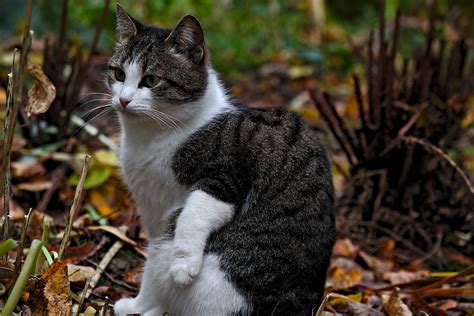 2017-10-31 • Кошка • dxfoto.ru – ежедневная картинка
