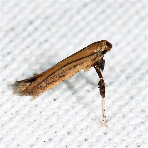 Leaf Blotch Miner Caloptilia Bugguide Net