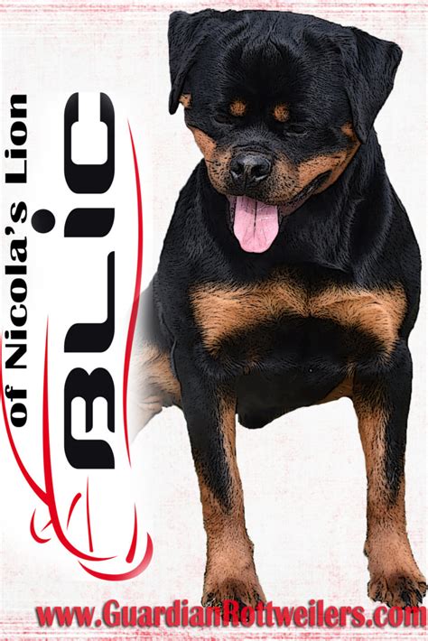 Blic Of Nicolas Lion Guardian Rottweilers