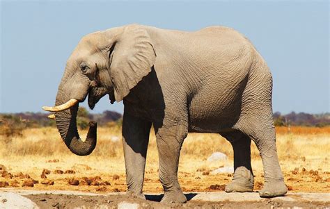 Journée de léléphant Testez vos connaissances sur cet attachant