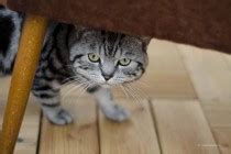 Fremdk Rper Im Verdauungstrakt Der Katze