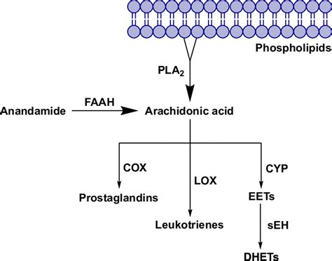 Metabolic Pathways Of Arachidonic Acid And The Role Of Enzymes Fatty Download Scientific