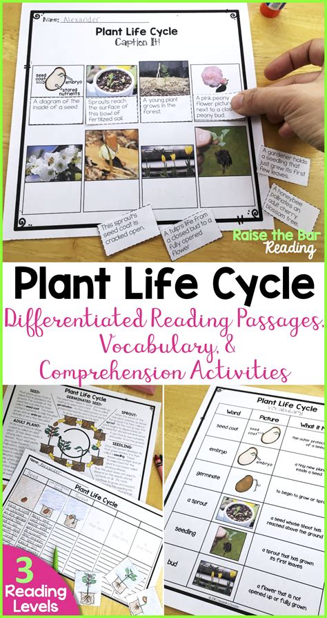 Engaging And Rigorous Plant Life Cycle Activities Differentiated Reading Passages Plant Life