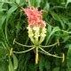 Flame Lily Seeds Gloriosa Superba For Sale