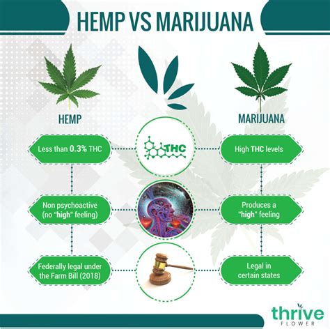 Hemp vs Marijuana | Thrive Flower | Learn More