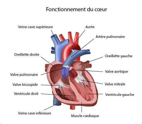 Alignement P Re Allocation Oreillette Coeur Ne Fonctionne Plus Tranche