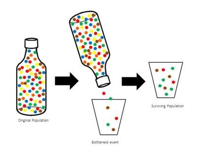 Why Is The Bottleneck Effect In Biology Important - Best Pictures and Decription Forwardset.Com