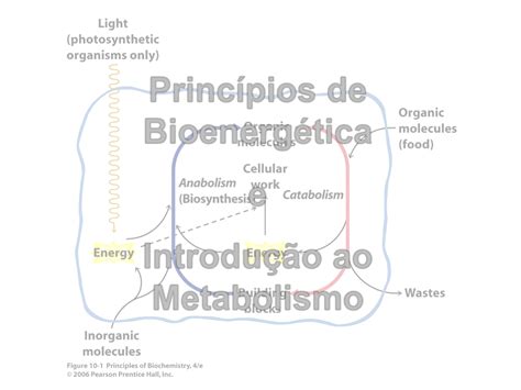 A Bioenergética Corresponde Ao Estudo Das Transduções Energéticas