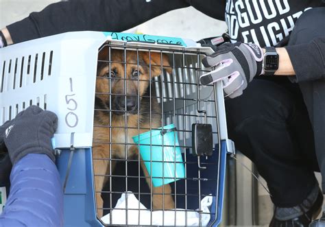 Seasonal allergies in pets: What to watch for and prevention tips