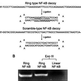 Treatment With Ring Type Nf Kappa B Nf Kb Decoy Oligodeoxynucleotide