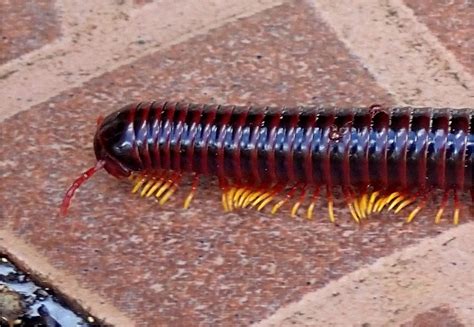 Giant Flameleg Millipede Project Noah