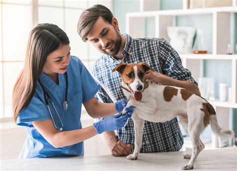 Why does your vet look stressed? - Vet Help Direct