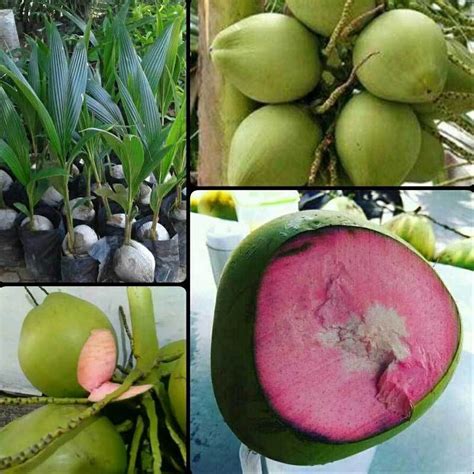 Coconut Seedlings Wulung Genjah Super 50 Seeds Lazada Ph