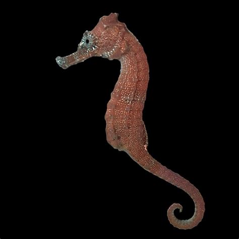 Seahorses Alyssas Seahorse Savvy