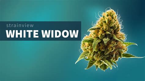 White Widow Strainview Bud Billions Your Gateway To Cannabis Insights