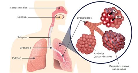 Vivir Con Fibrosis Pulmonar Qu Es La Fibrosis Pulmonar Vivir Con