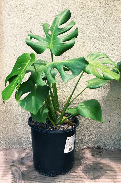 monstera deliciosa split leaf plant material