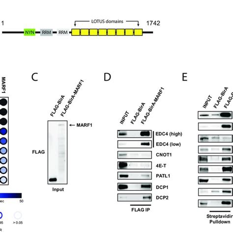 human marf   endoribonuclease  interacts   dcp