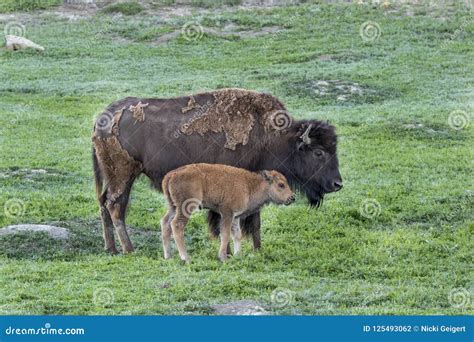 Bison Cow with New Baby Calf Stock Photo - Image of summer, buffalo ...