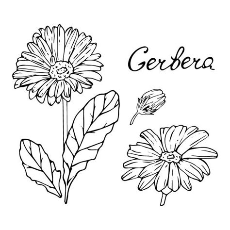 340 Gerber Daisy Silhouette Stock Photos Pictures And Royalty Free