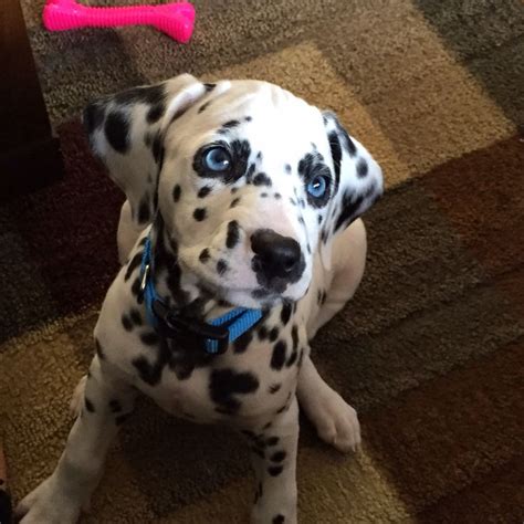 My Beautiful Blu Eyed Girl Puppies Dalmation Puppy Dalmatian Puppy