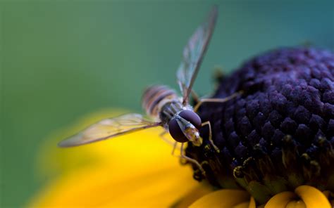 Fondos de pantalla abeja flor polinización Pétalos 1920x1200