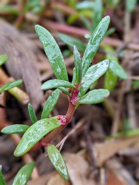 Sea Purslane Sesuvium Portulacastrum Plant Herbcottage Mudbrick